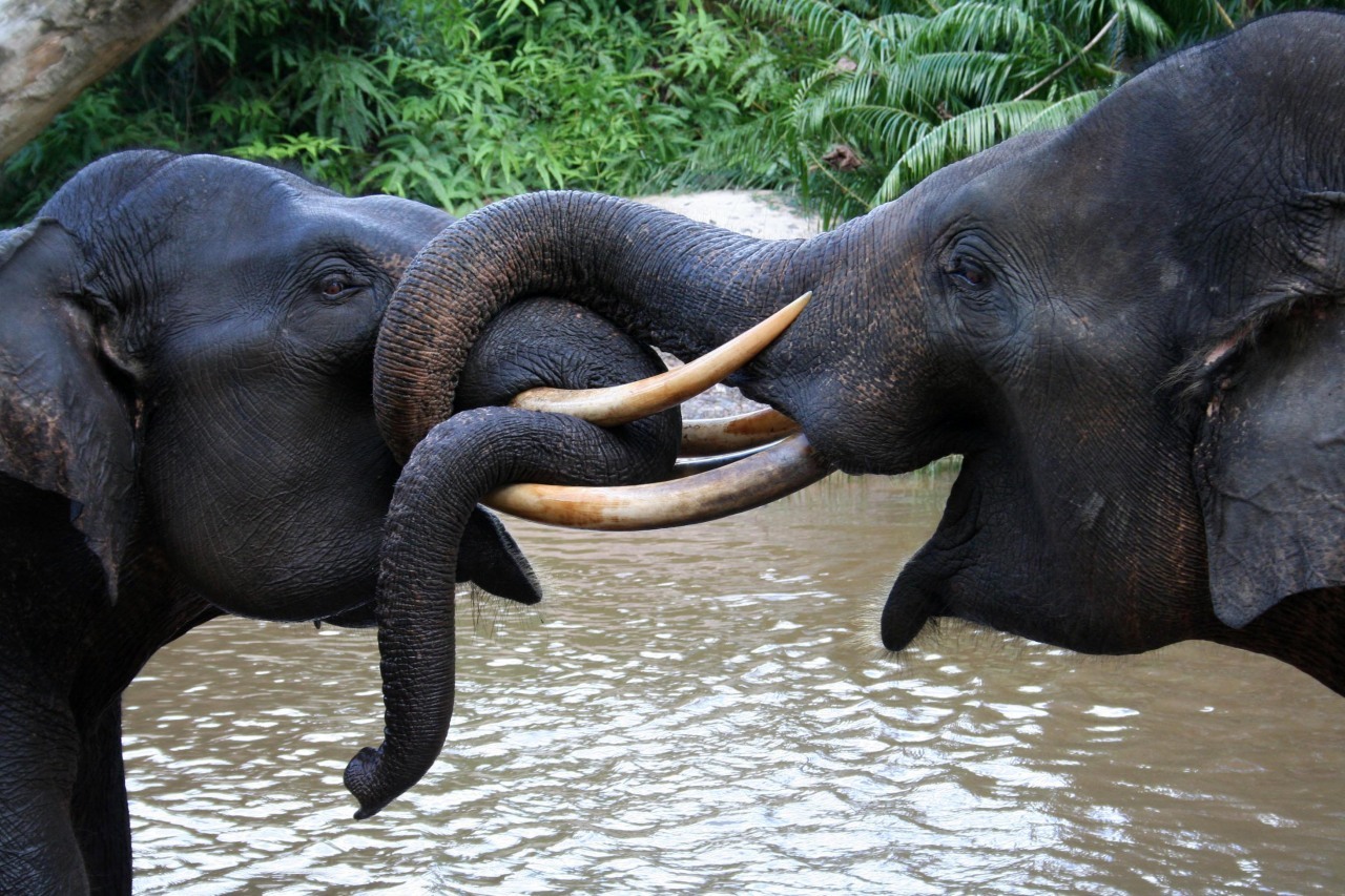 Berjibaku dengan Kotoran Demi DNA Gajah – Mongabay.co.id