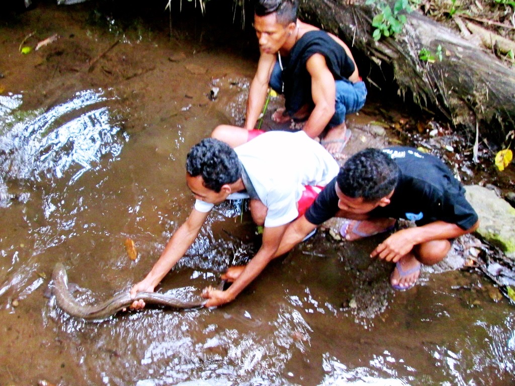 Belut bergigi emas saat sedang dipegang oleh pengunjung. Keberadaan belut ini dilindungi oleh masyarakat Desa Wolotolo. Foto: Ebed de Rosary