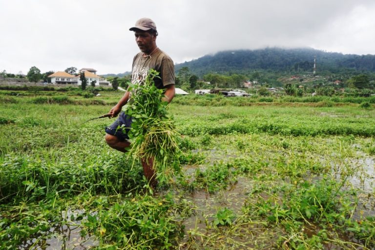 Danau Buyan Meluap, Petani Bedugul Rugi Ratusan Juta : Mongabay.co.id