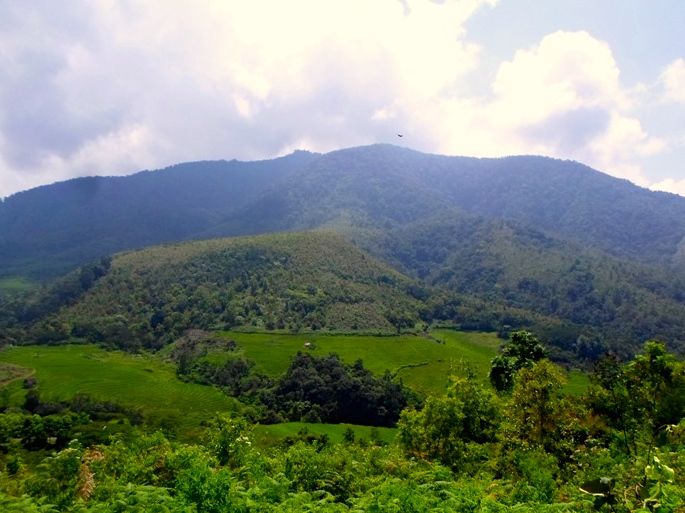 Hutan Desa Semende Untuk Jaga Tradisi Kebun Kopi Bukit