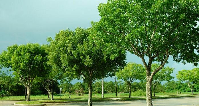 Inilah Enam Pohon Pereda Stres : Mongabay.co.id