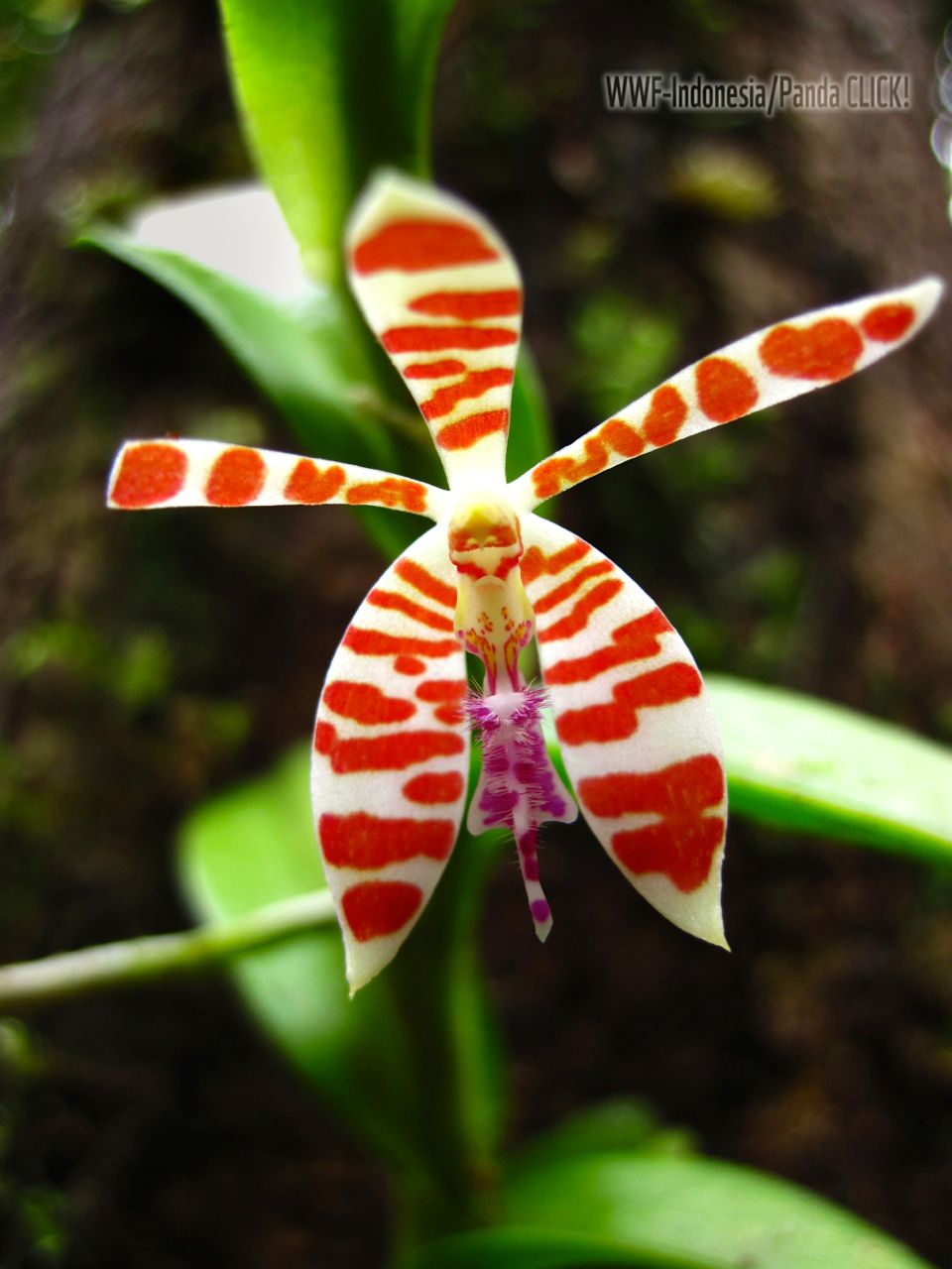 Anggrek kupu-kupu (Tricoglottis smithii). Foto: Edi Suhardi