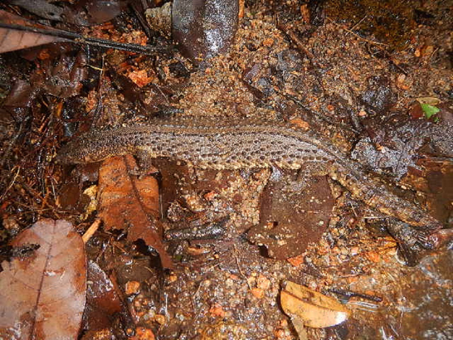 26+ Hewan endemik kalimantan tengah release