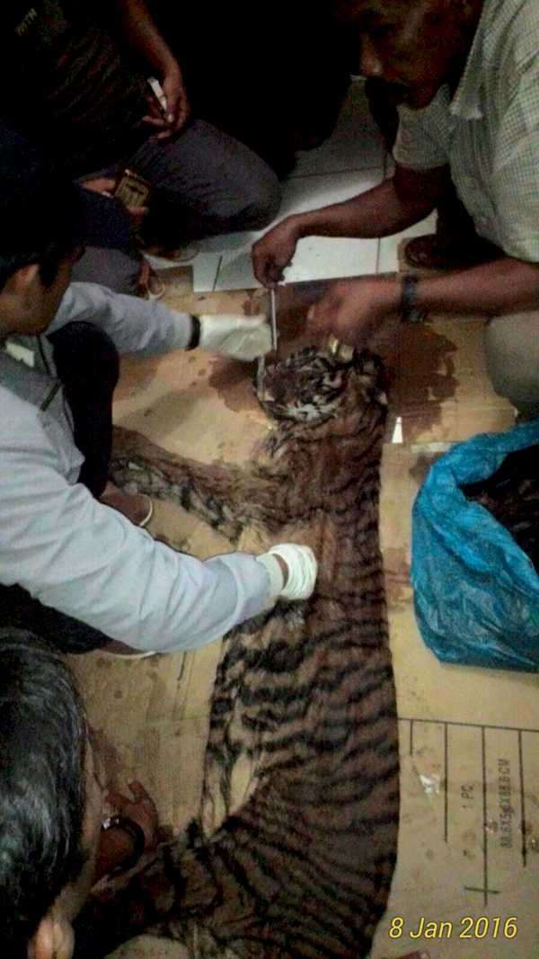 Unduh 6600 Gambar Harimau Jahat Keren 