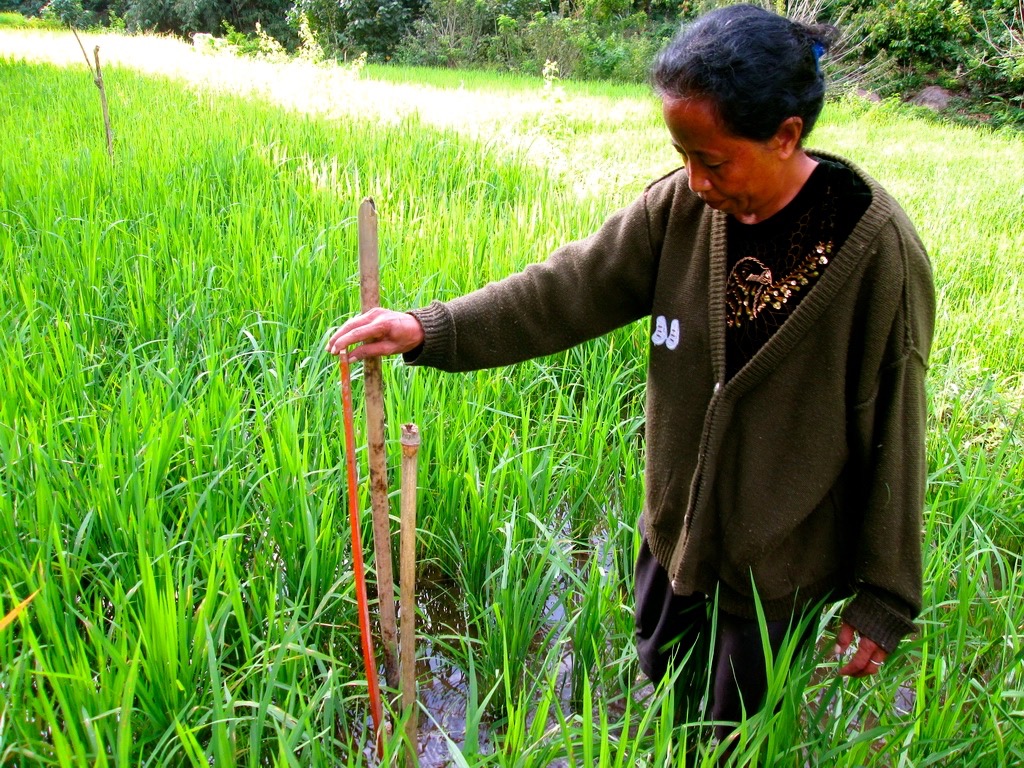  Nama  Tanaman  Pangan  Jenis  Lahan  Budidaya  Nama  Varietas  