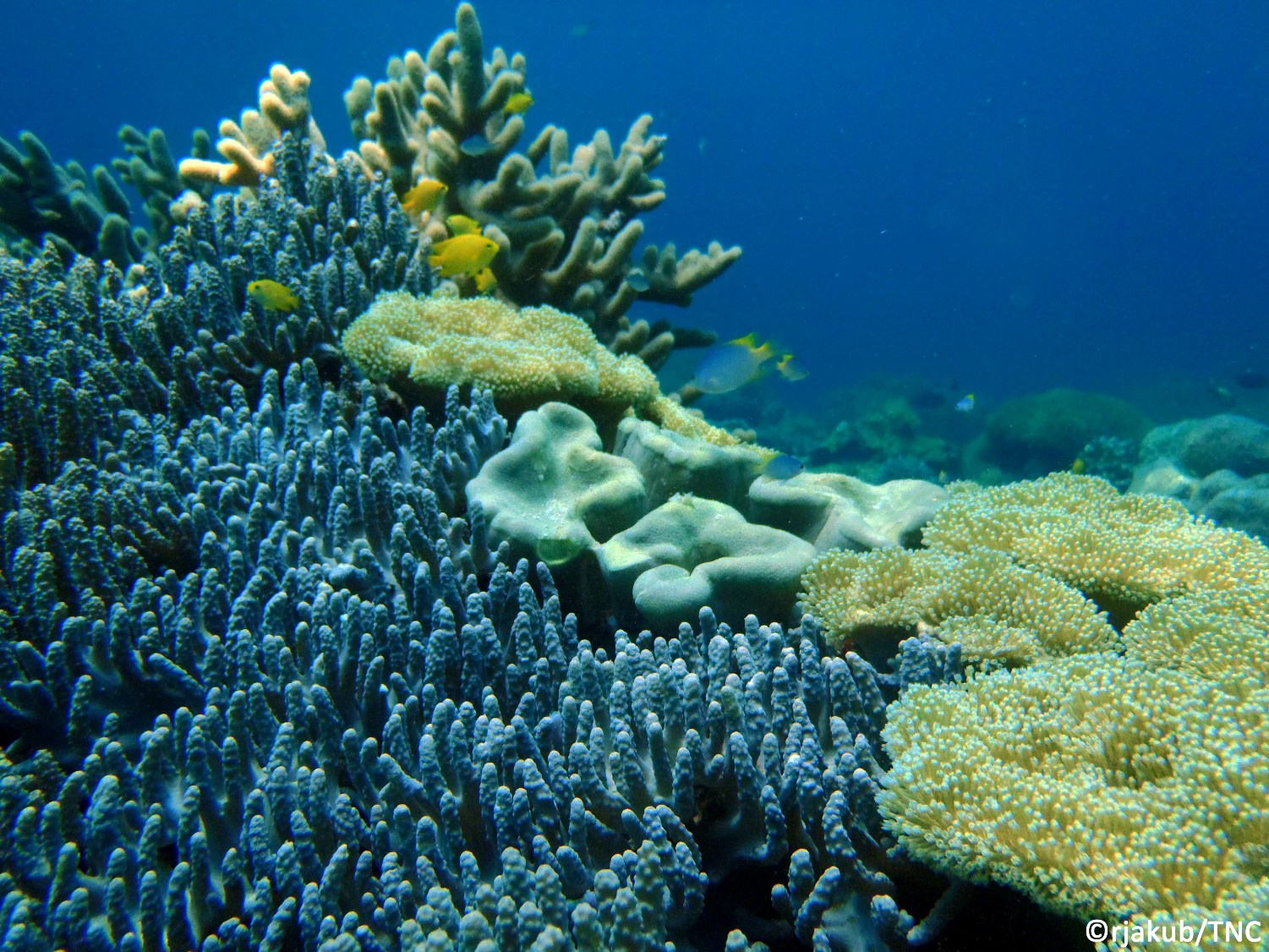 Terumbu Karang Di Nusantara Membaik Namun Mongabay Co Id Mongabay Co Id