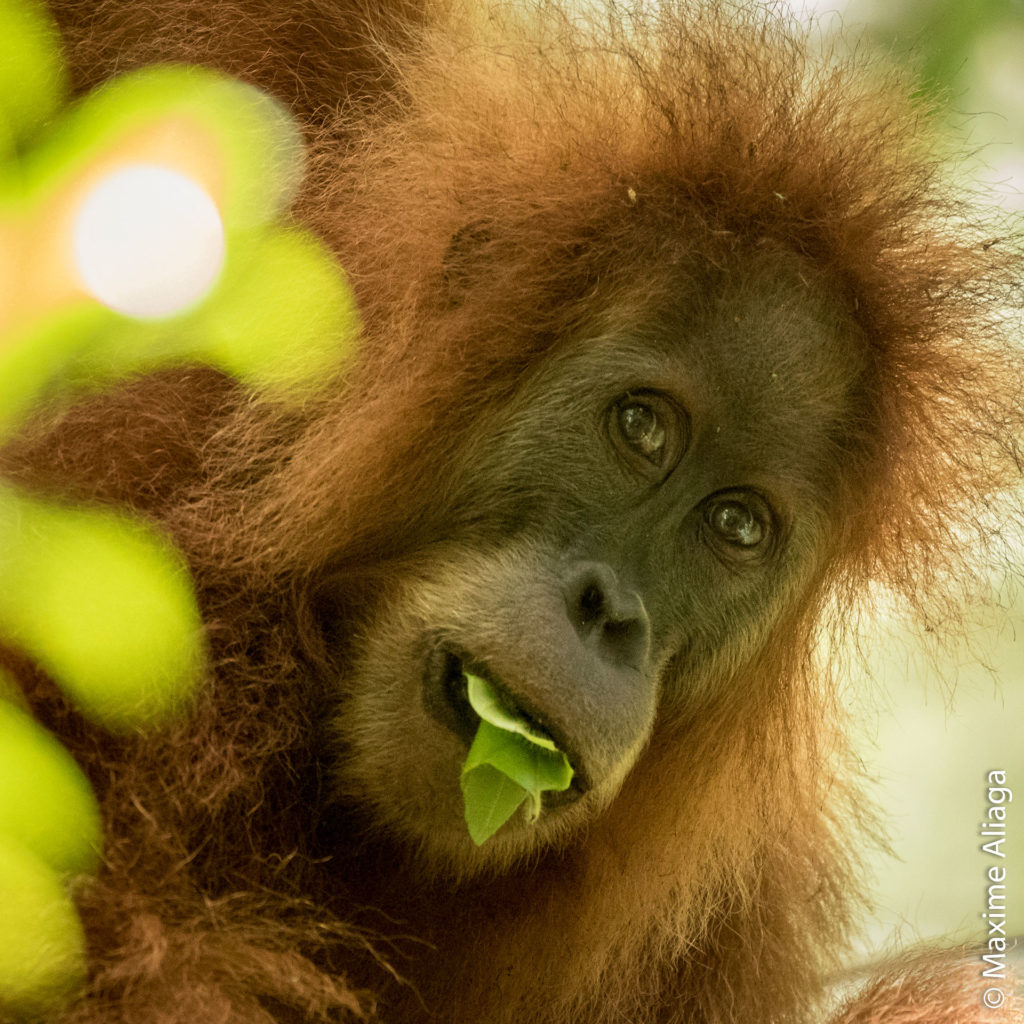 Proyek PLTA Di Hutan Batang Toru Dibangun Untuk Kepentingan Siapa