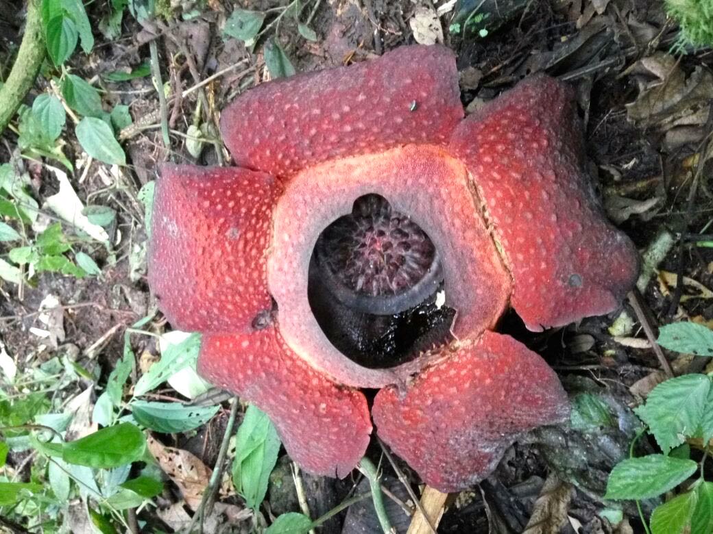 Belasan Bunga  Rafflesia Muncul di Cagar Alam Maninjau 