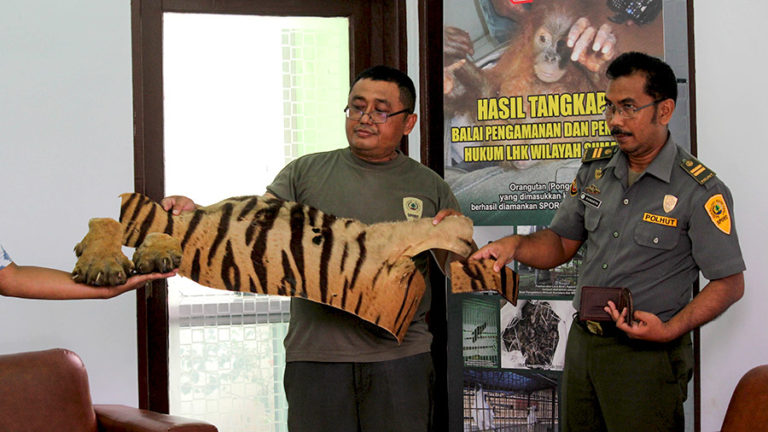 Berkas Lengkap Kasus Perdagangan Kulit Harimau Sumatera Siap Disidang Mongabay Co Id