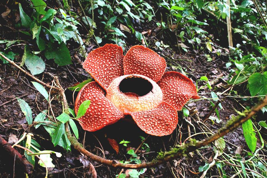 Flora berupa bunga bangkai atau rafflesia arnoldi ditemukan di benua asia yaitu di negara