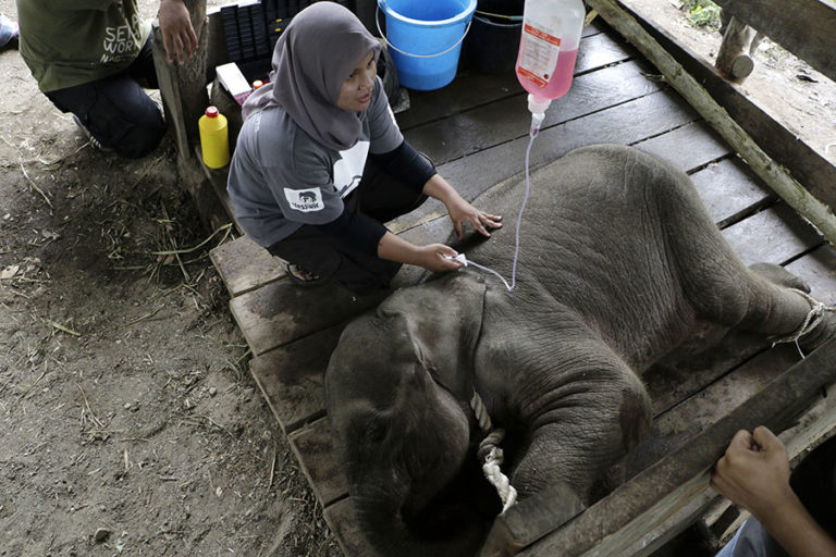 Akibat Jerat Pemburu Kaki  Anak Gajah  Ini Nyaris Putus 