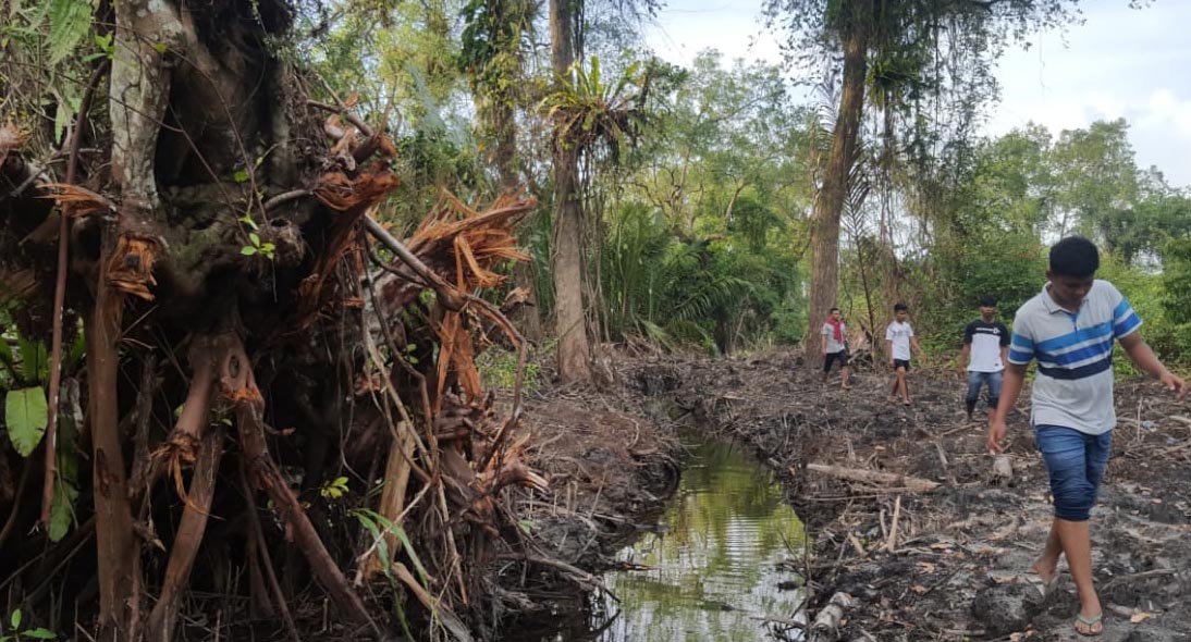 Buka Jalan Hutan Mangrove Di Pariaman Terbabat Mongabaycoid