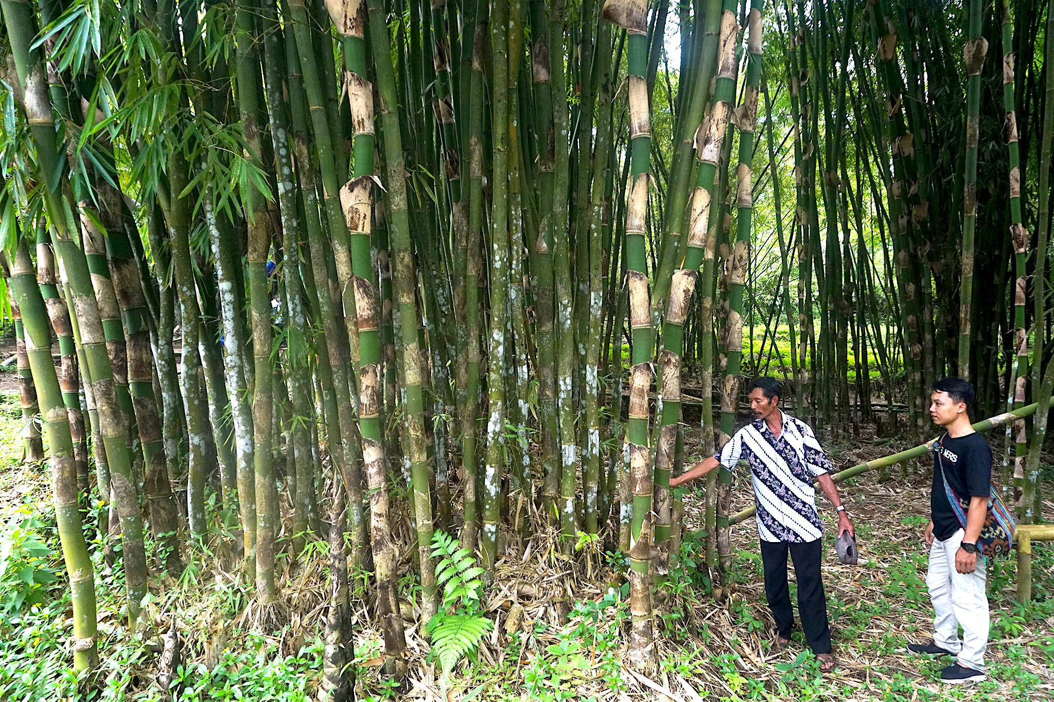 Taman Bambu  Penyelamat Mata Air Sekaligus Tempat Wisata 