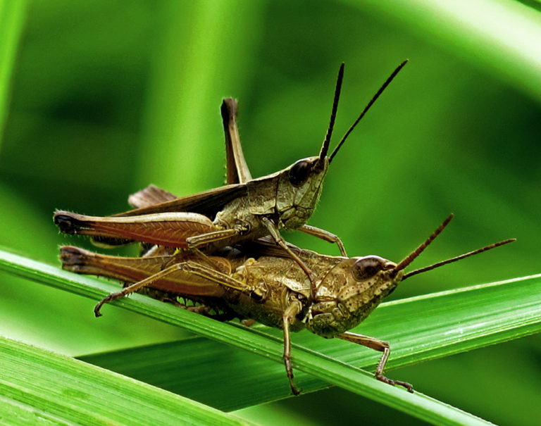 Ini Fakta Unik Tentang Belalang - Mongabay.co.id