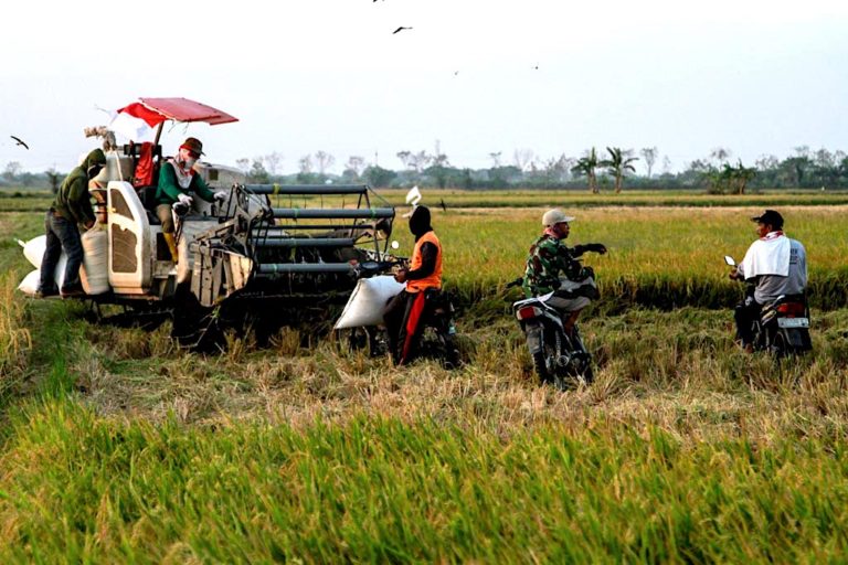 Efektifkan Produksi, Petani Lamongan Gunakan Mesin Panen Padi ...