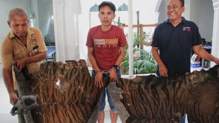 Ada Apa Di Balik Persidangan Kasus Perdagangan Kulit Harimau Di Sumut Mongabay Co Id