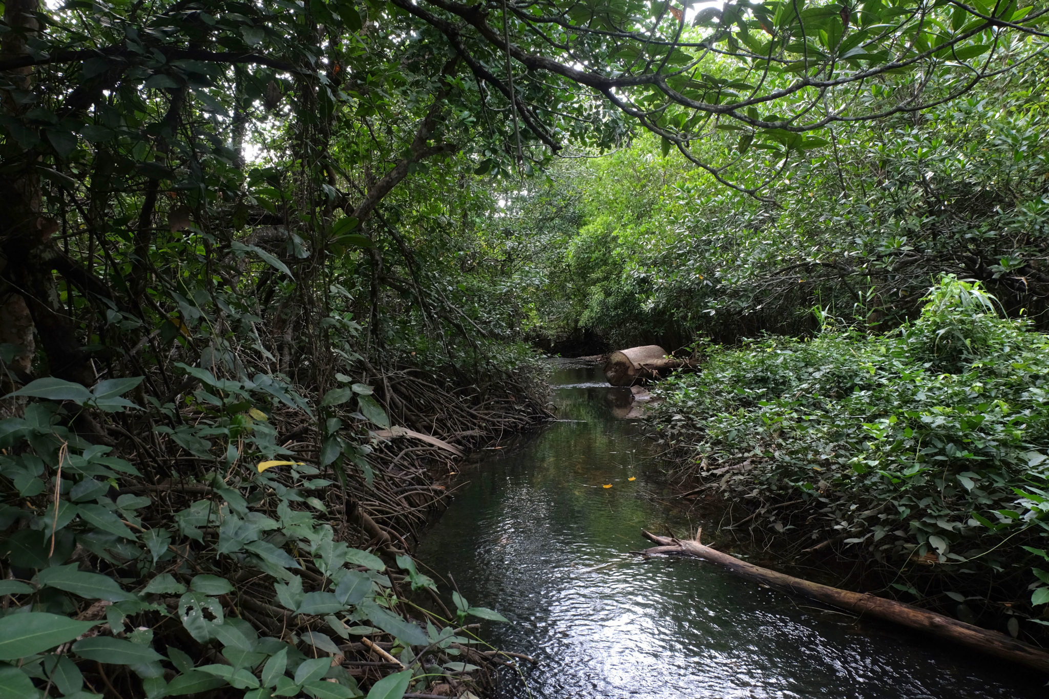 Penampakan Penghuni Hutan Mangrove Ular Bakau Di Huta Vrogue Co