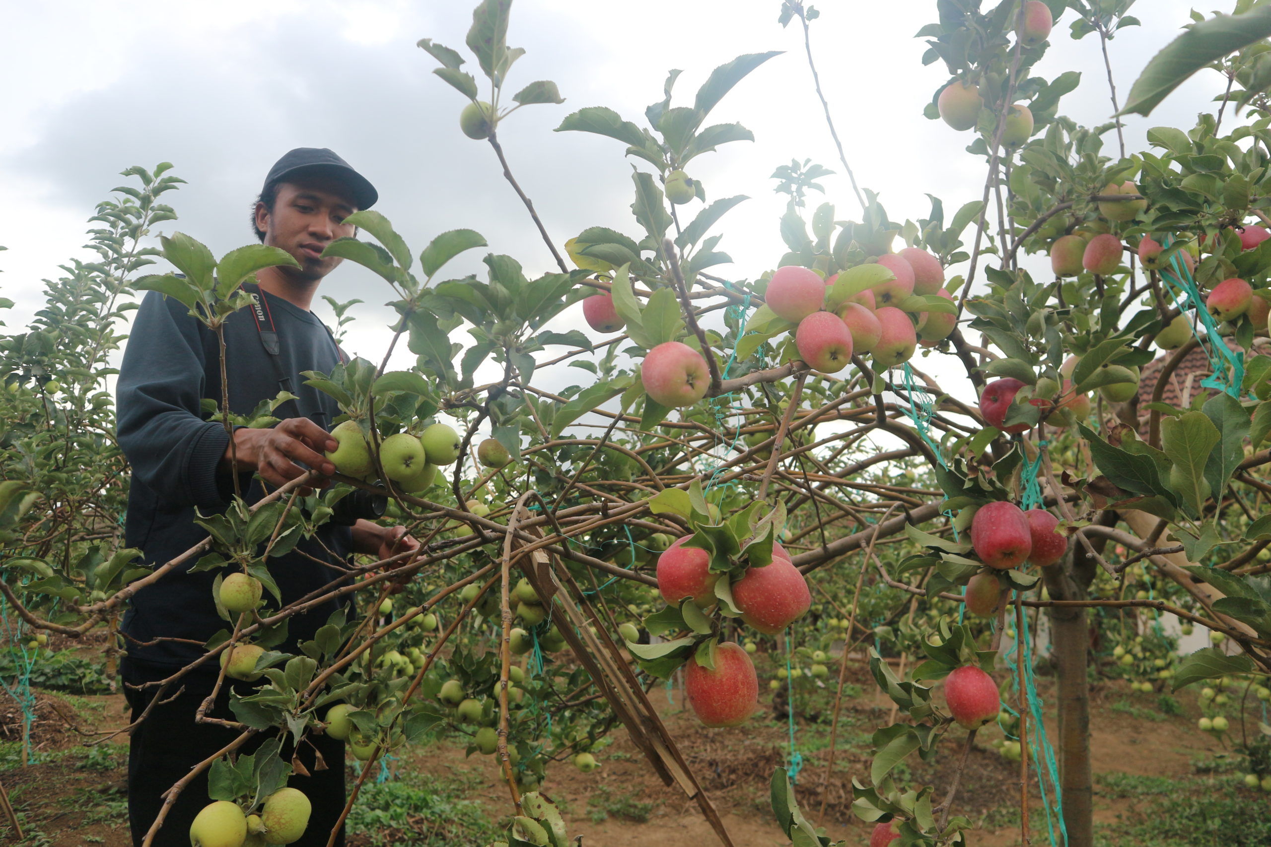 Buah apel banyak ditanam di daerah
