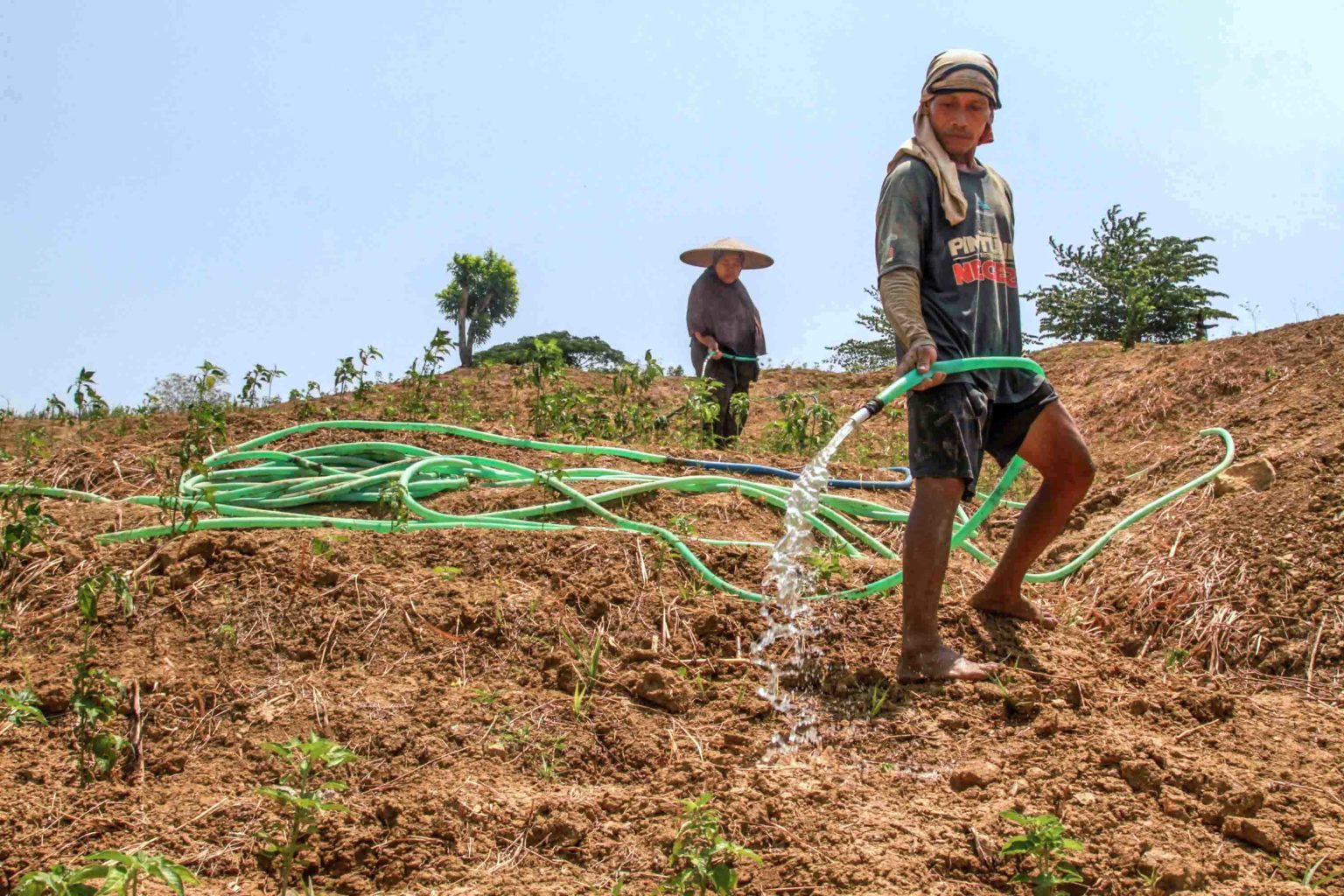 Rintih Petani Cabai Rawit Dikala Harga Panen Tidak Menentu  Mongabay