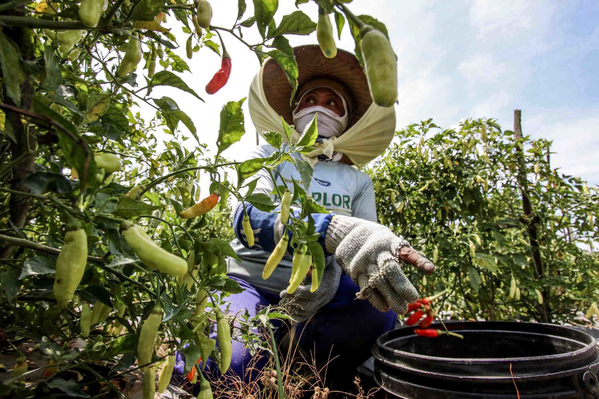 Rintih Petani Cabai Rawit Dikala Harga Panen Tidak Menentu  Mongabay