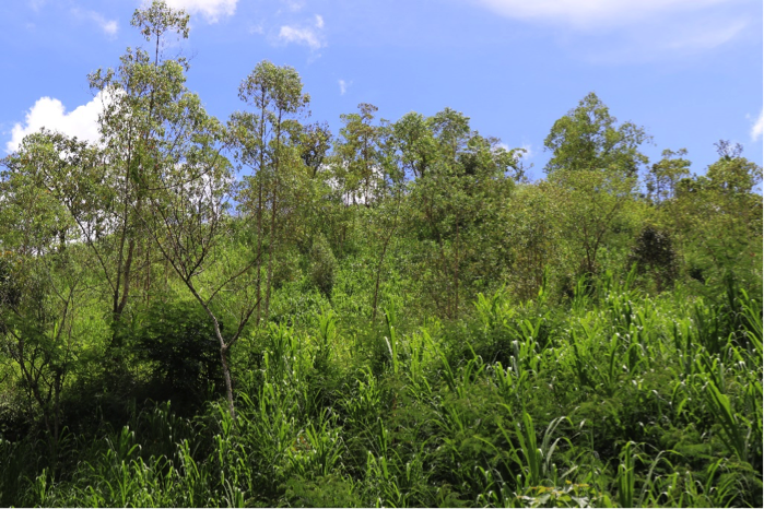 Eucalyptus merupakan salah satu pohon asli yang tumbuh di