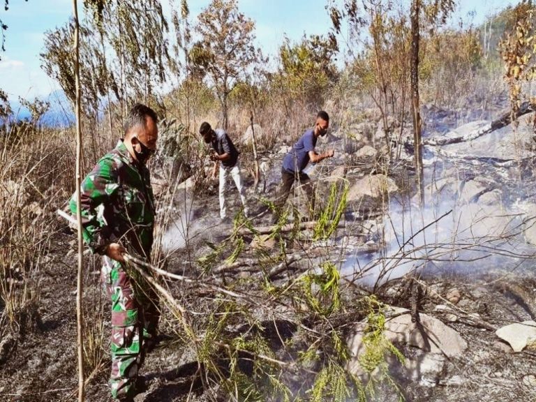 Hutan Lindung Egon Ilimedo Kembali Terbakar. Bagaimana Pencegahannya ...