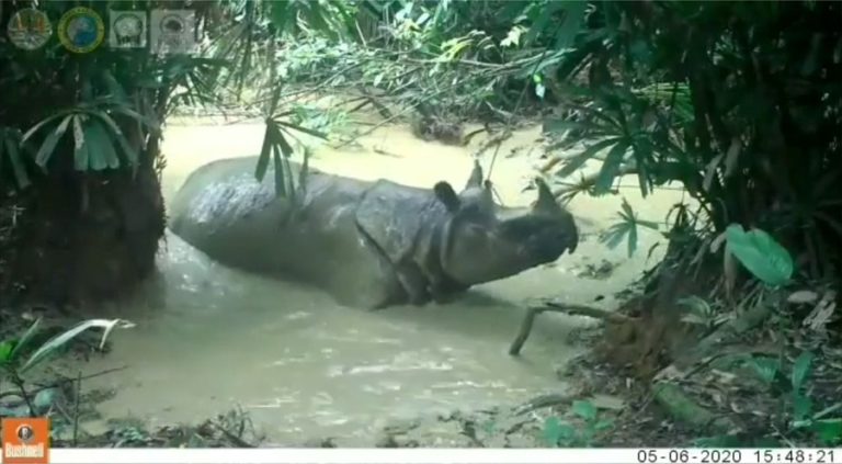 Tersangka Pemburu Badak Jawa di Taman Nasional Ujung Kulon Ditangkap