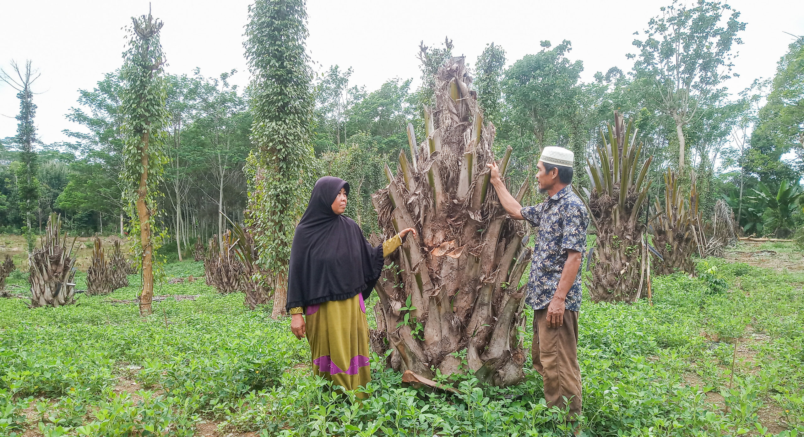 Ketika Petani Sawit Di Lampung Mulai Beralih Ke Tanaman Lain Mongabay Co Id Mongabay Co Id
