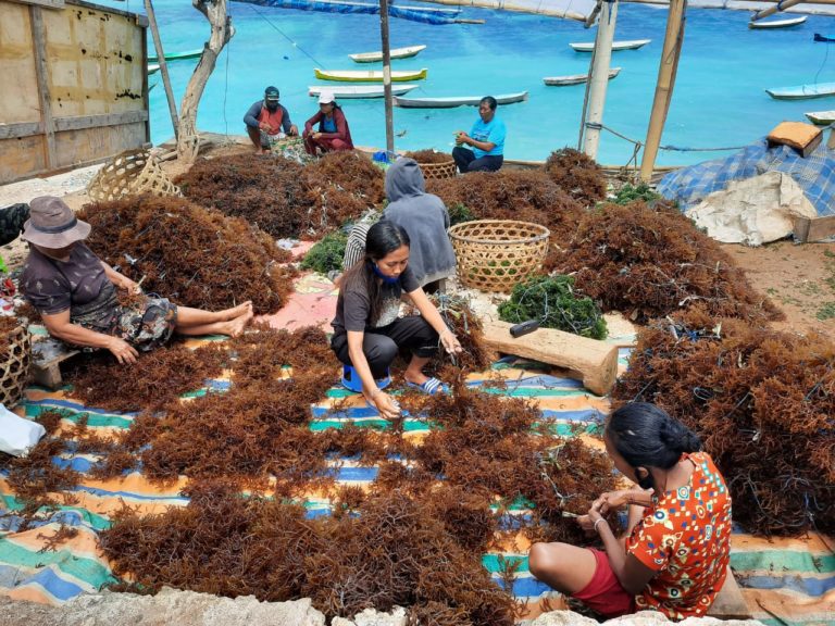 Kisah Rumput Laut: Jadi Andalan, Namun Selalu Ada Hambatan - Mongabay.co.id