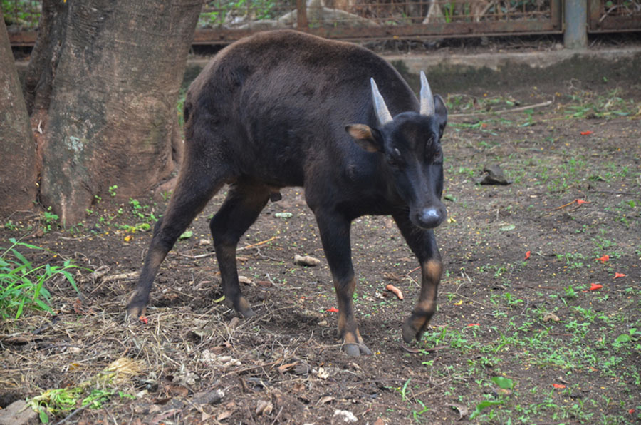 Anoa merupakan salah satu satwa endemik yang dilindungi dan menjadi ciri khas pulau