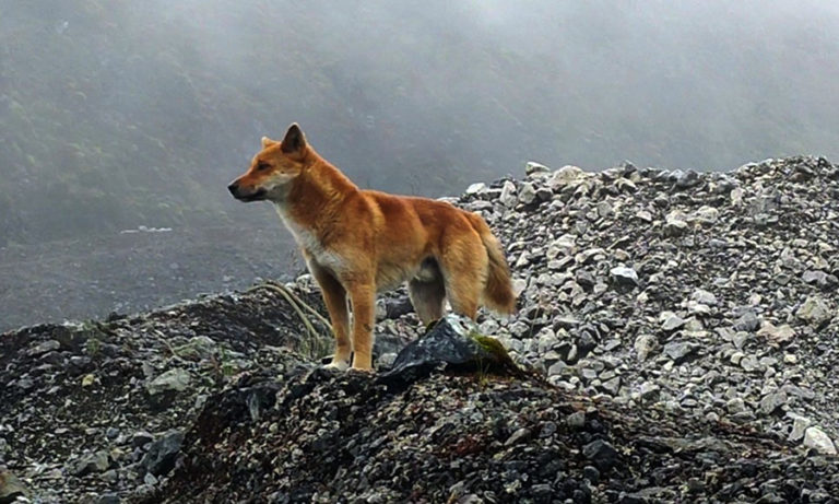 Suara Anjing Liar Pegunungan Papua Ini Tidak Melolong, Tapi Bernyanyi ...