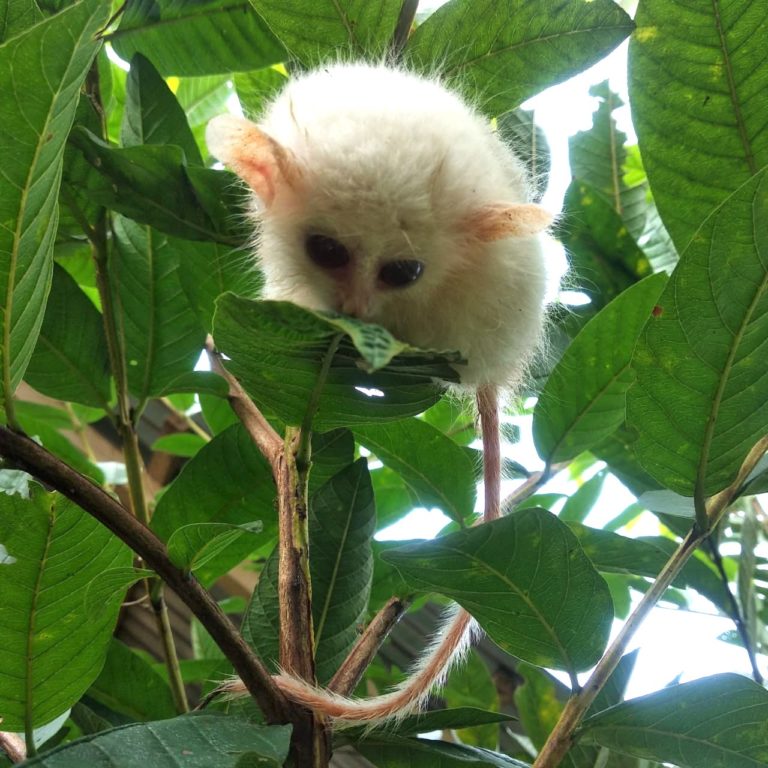 Pertama Kali, Tarsius Putih Leucistic Tertangkap di Minahasa dan Bukan