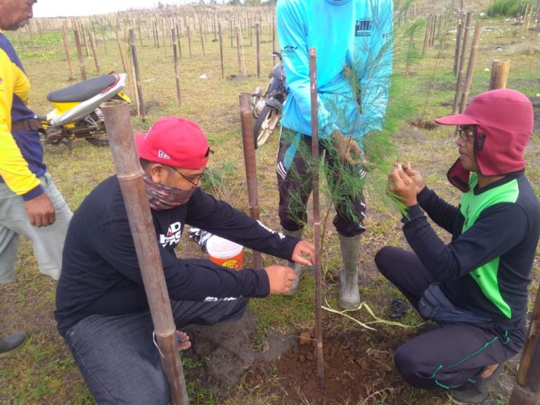 Tanaman Vegetasi Pantai, Pelindung Pesisir Dari Bencana Alam - Mongabay ...