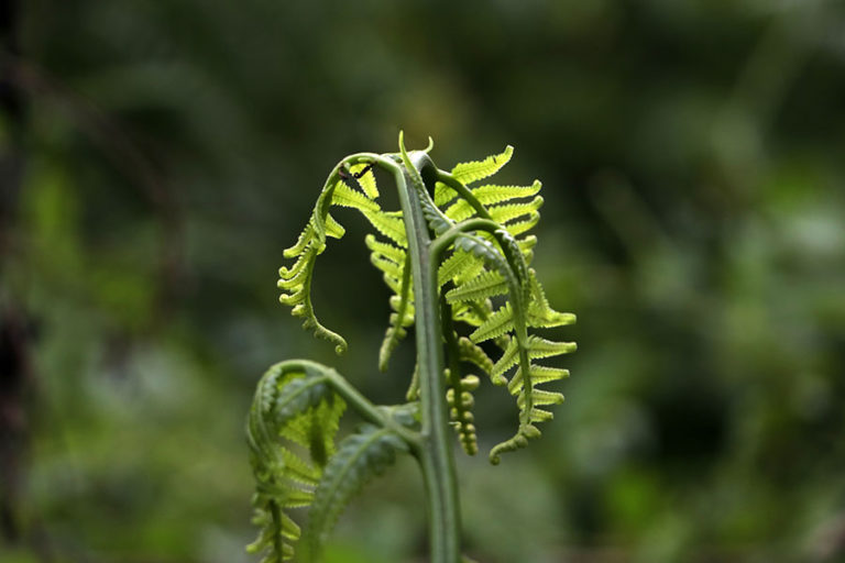 Pakis Sayur Tumbuhan Hutan Yang Enak Dibikin Sayuran Mongabay Co Id