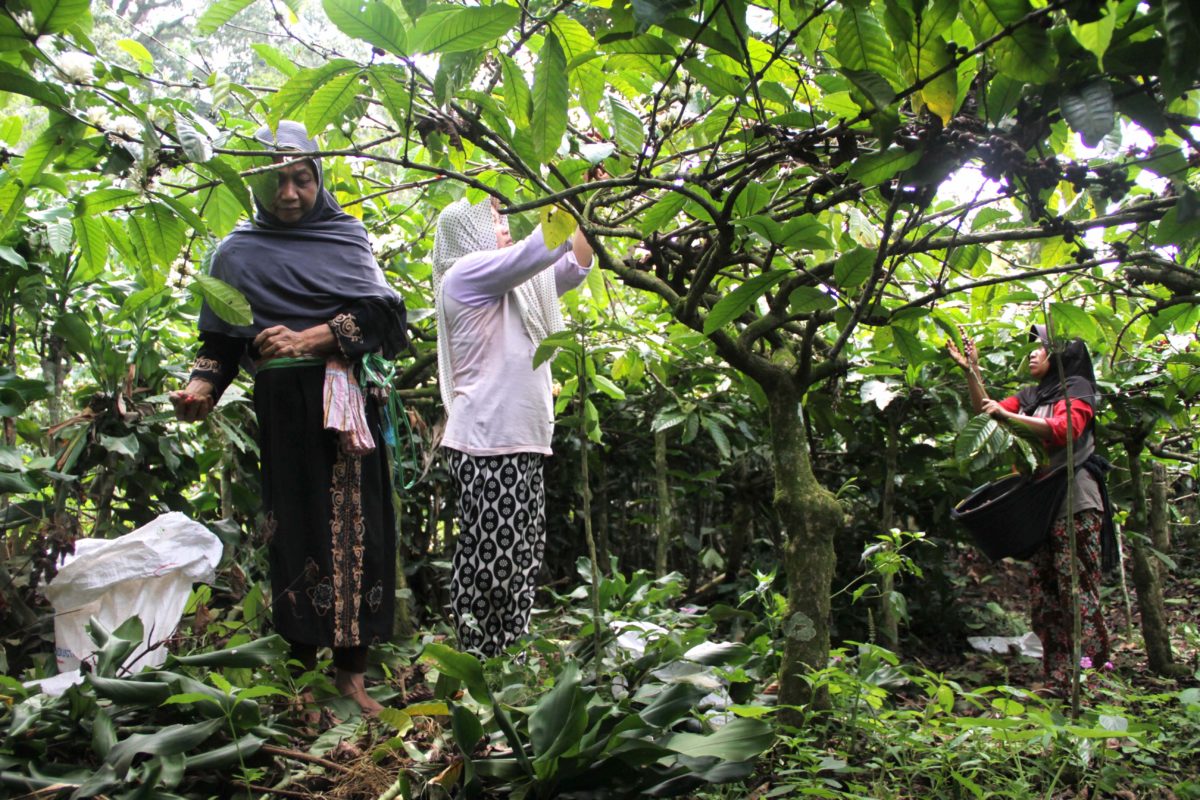 Bukan Hanya Wisata Religi, Kopi Muria Bisa Jadi Andalan - Mongabay.co.id