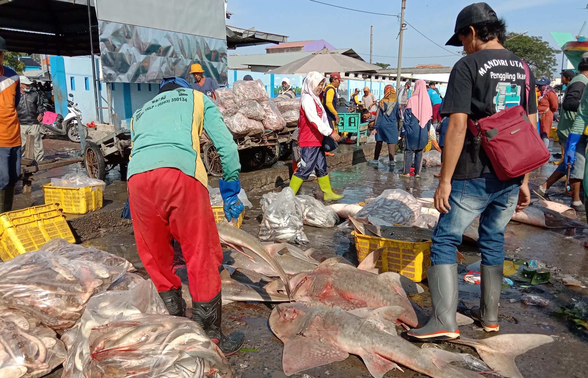 Perburuan HiuPari yang Tak Pernah Mati  Mongabay.co.id  Mongabay.co.id