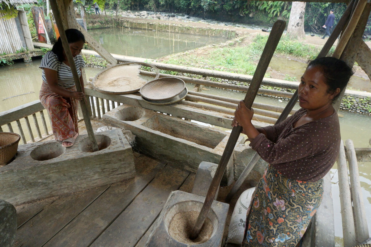 Daulat Pangan Masyarakat Adat Kampung Naga Yang Bertahan Hingga Kini