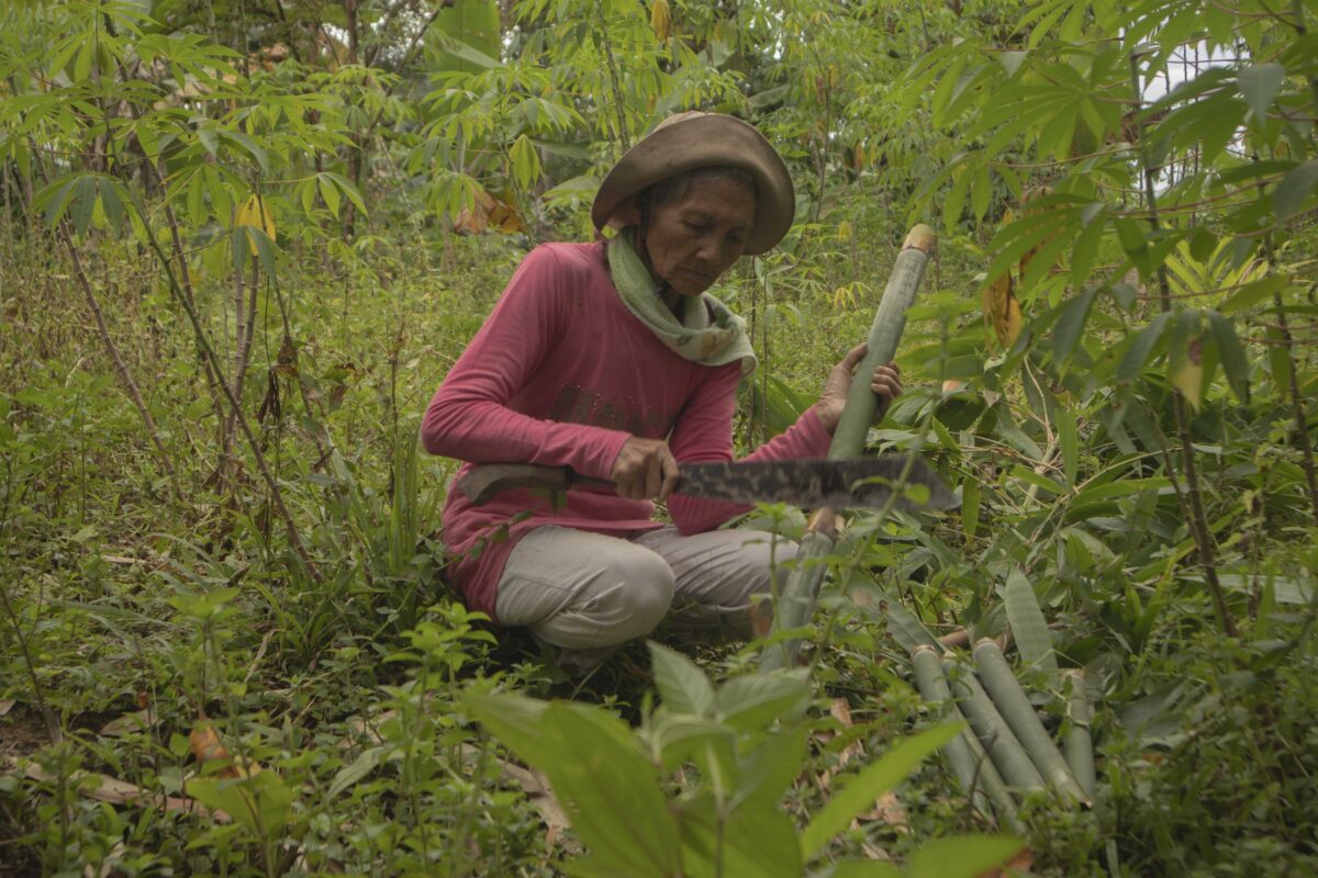 Hutan Tumpuan Hidup, Orang Mentawai Tak Ingin Ruang Hidup Terganggu ...