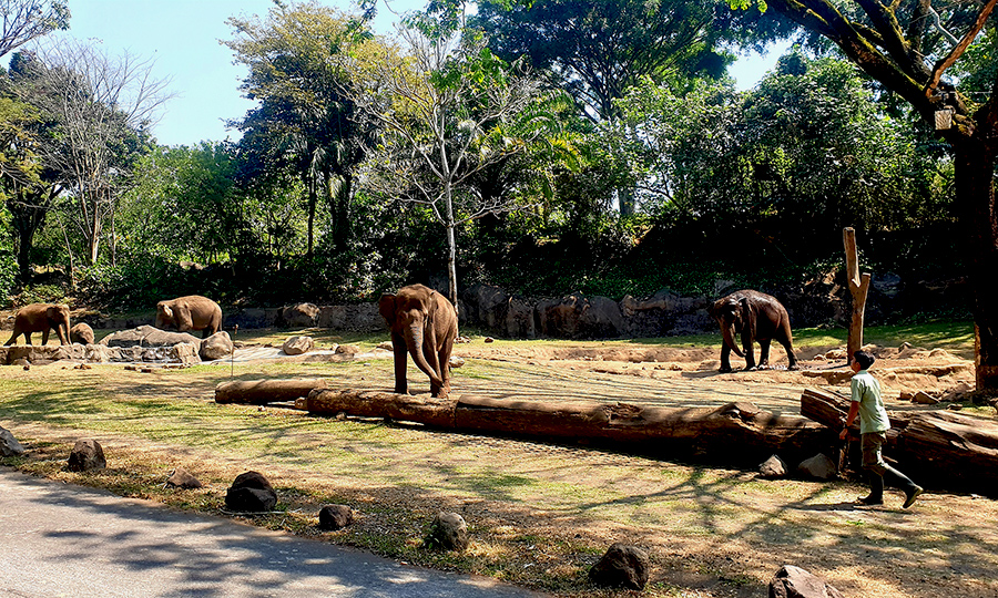 naik gajah di taman safari prigen