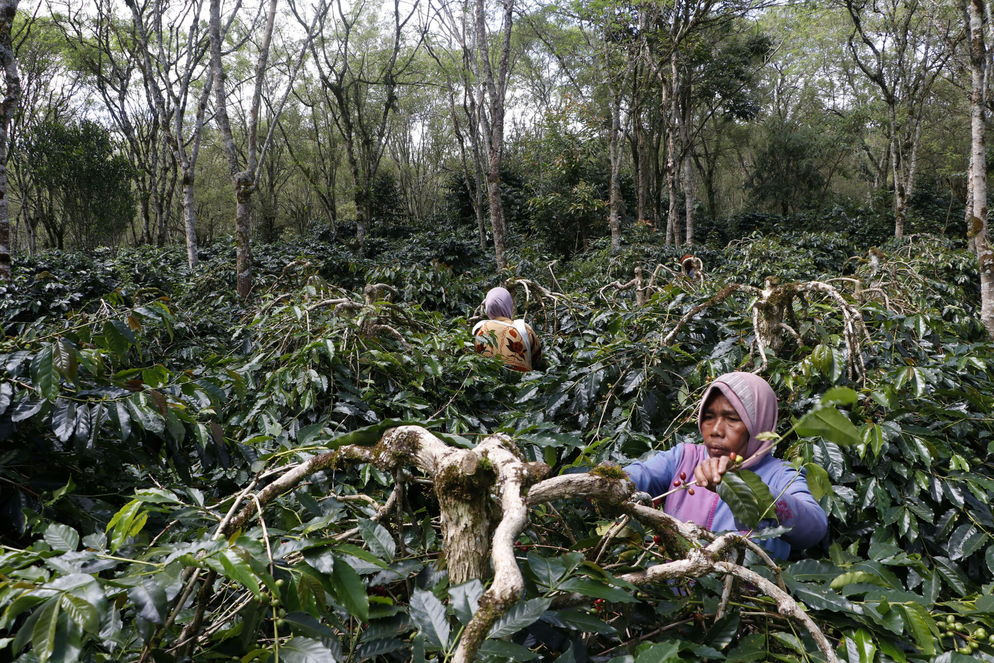 Petani Kopi Arabika Gayo Ungkap Kekhawatiran Dampak Perluasan Pertambangan Emas Linge Mongabay