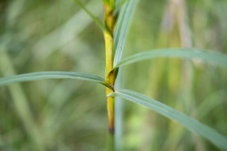 Teki Ladang Gulma Hebat Penyerap Logam Berat Mongabay Co Id