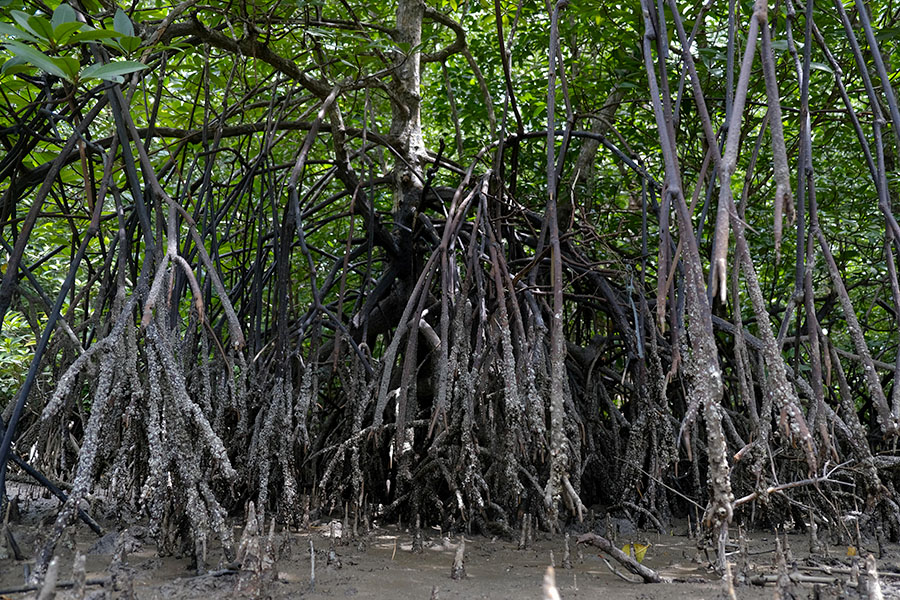 Ketangguhan Mangrove Menjaga Pesisir Bumi