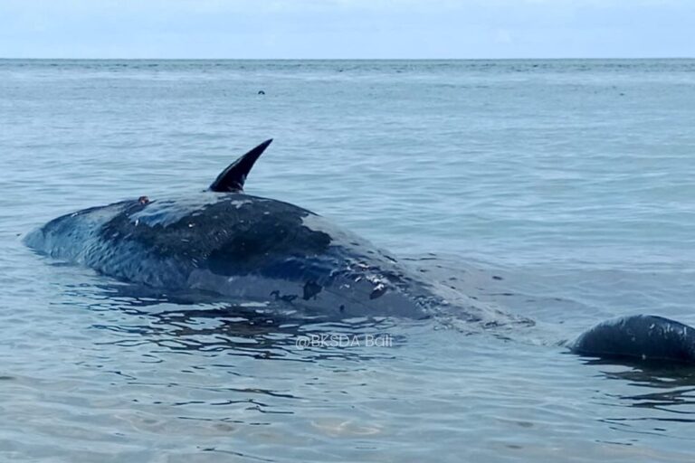 Paus Sperma Terdampar Mati di Bali, Gigi dan Siripnya Dijarah