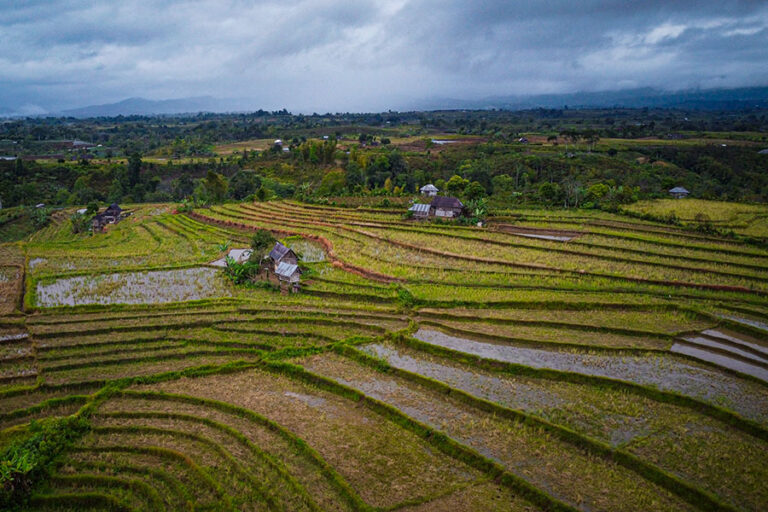 Tunggu Tubang, Sistem Adat Masyarakat Semende Jaga Ketahanan Pangan