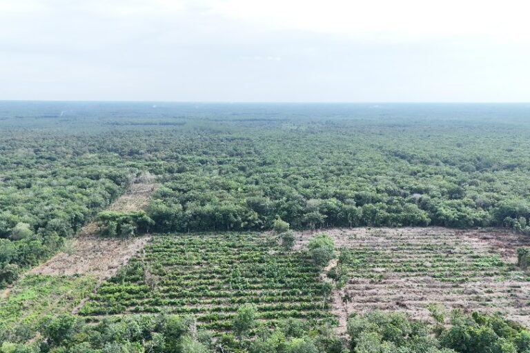 Usai Terbakar jadi Sawit, Karut Marut Kelola Gambut Riau dan Kalteng