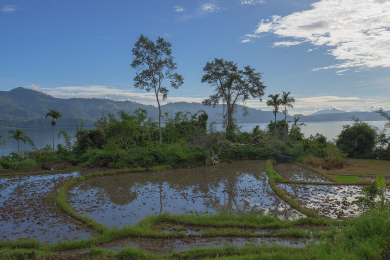 Sebagian masyarkat singkarak juga bertani ke sawah dan mengolah lahan untuk tanaman pangan_Jaka HB_Mongabay_P1109018