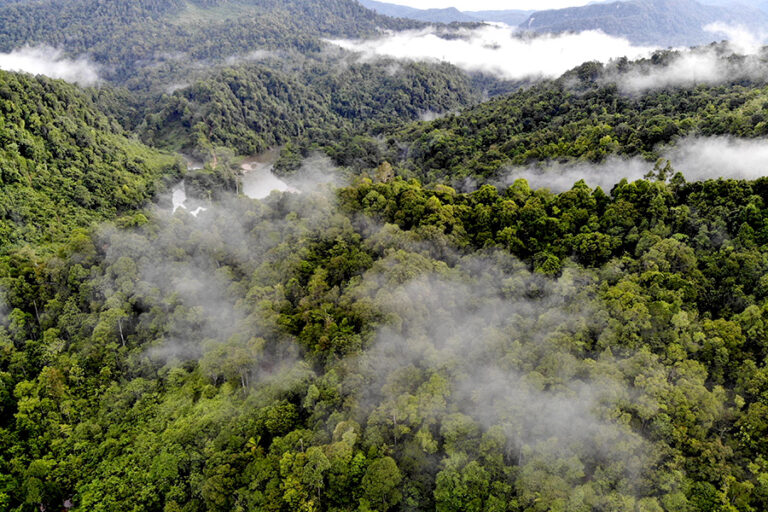 Perpres Penertiban Kawasan Hutan: Solusi atau Bencana Bagi Masa Depan Hutan Indonesia?