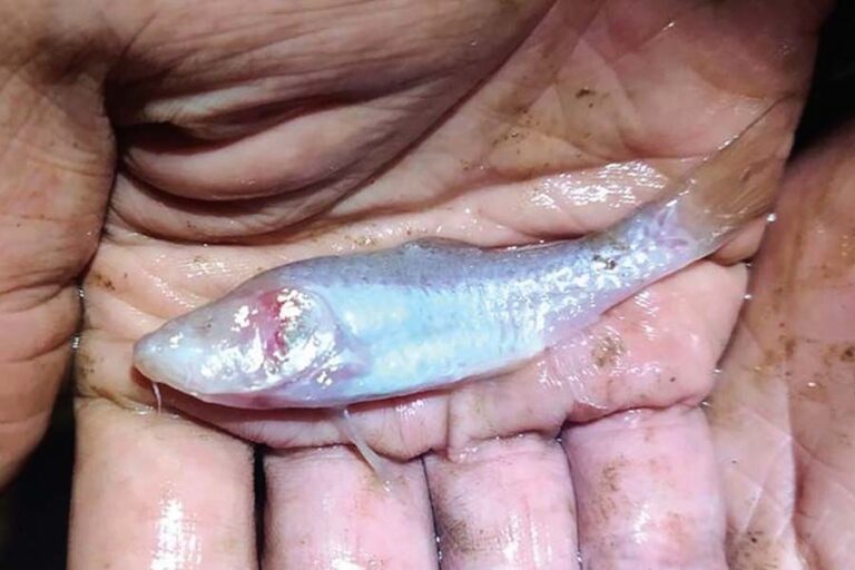 Spesies Baru: Ikan Tanpa Mata Ini Dinamakan Barbodes klapanunggalensis