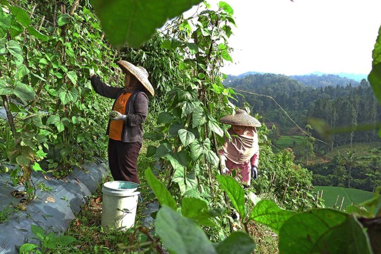 Kearifan Petani Cipeteuy, Berbagi Ruang dengan Satwa Liar