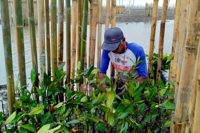 Pemulihan Mangrove Kuala Selat, Kepiting Bakau Mulai Datang